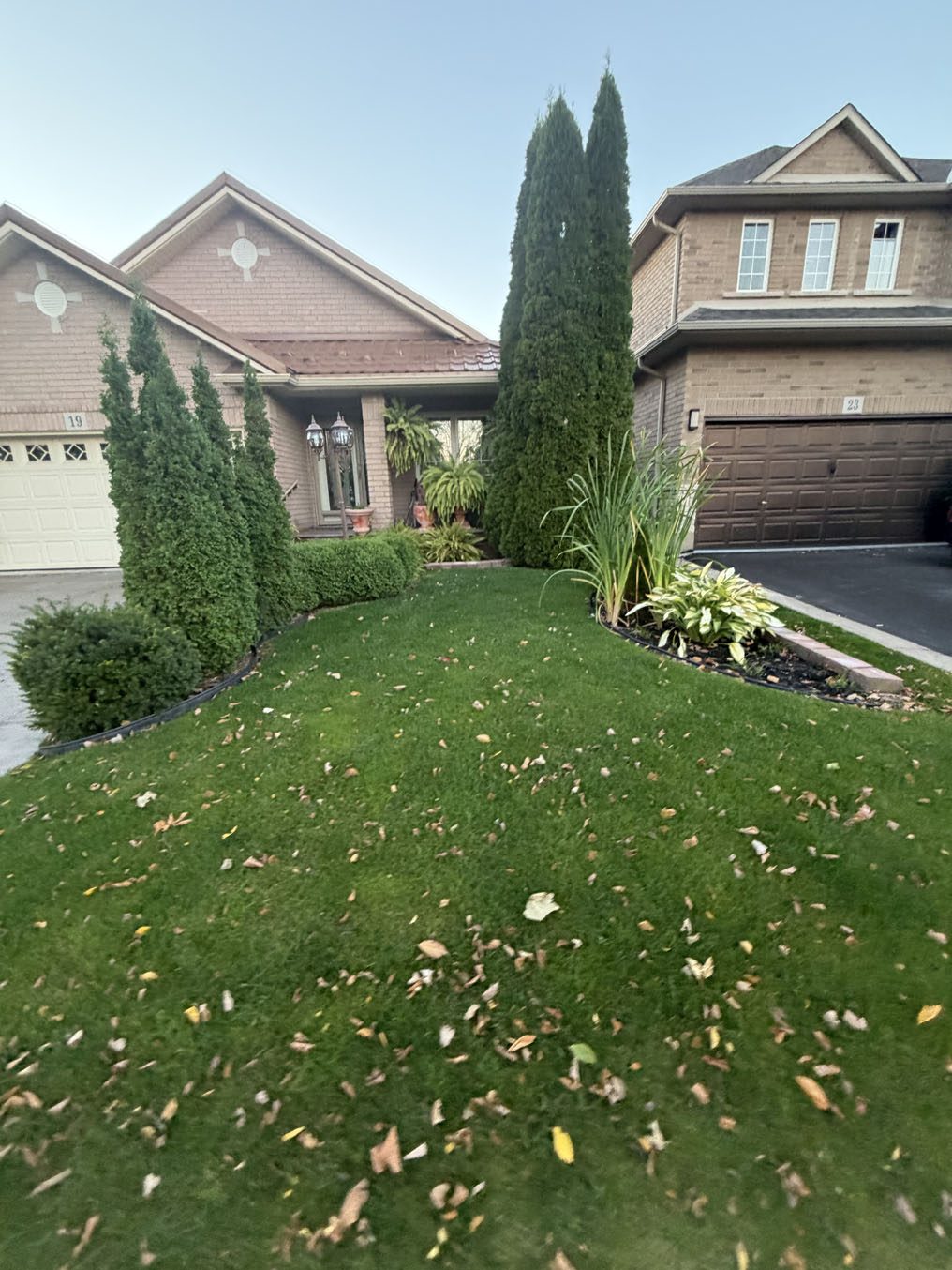Green lawn beside a bed of columnar cedars and hostas at a Hamilton home