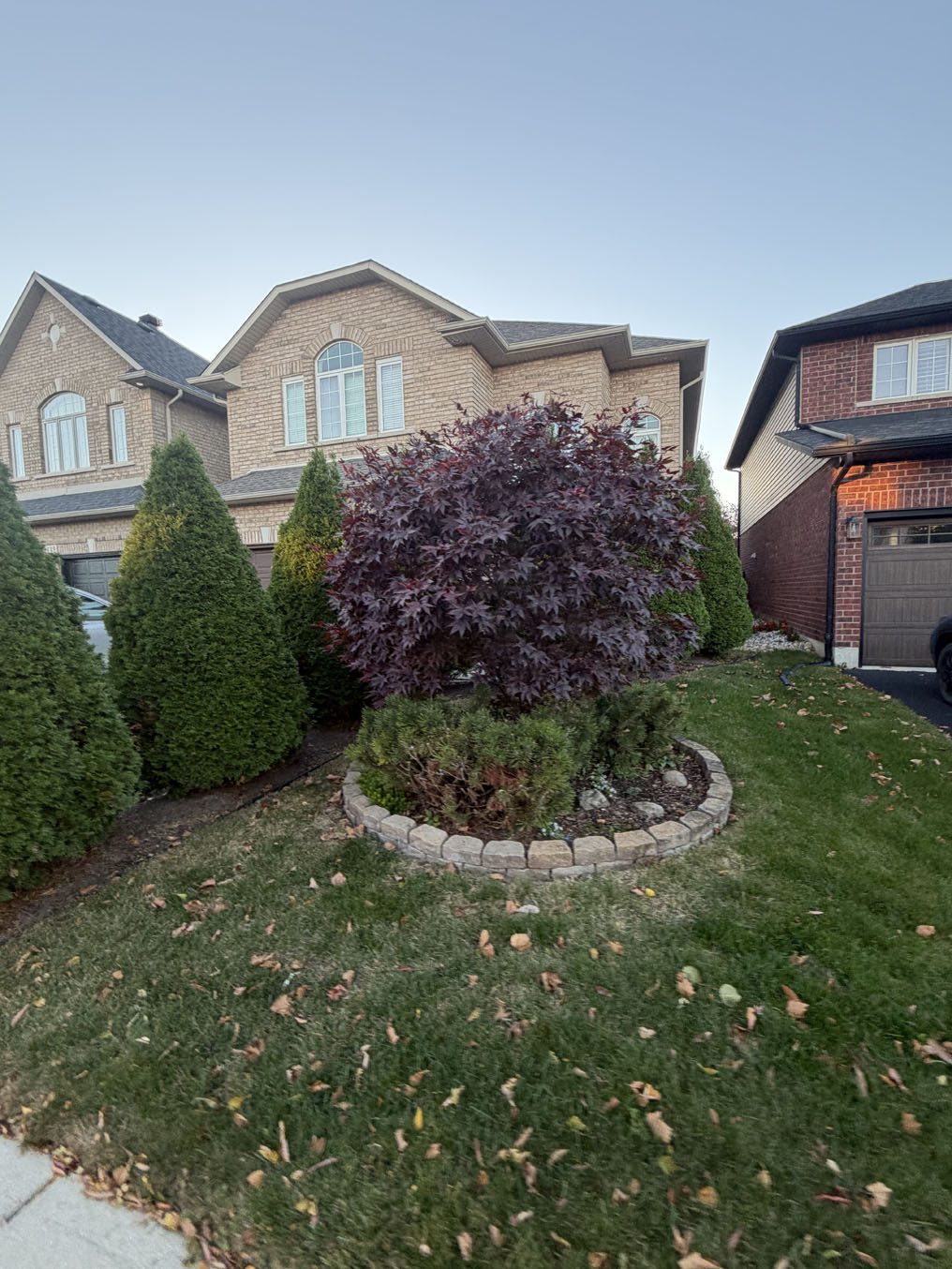 Sod lawn wrapped around a round stone-edged bed with a Japanese maple in Hamilton