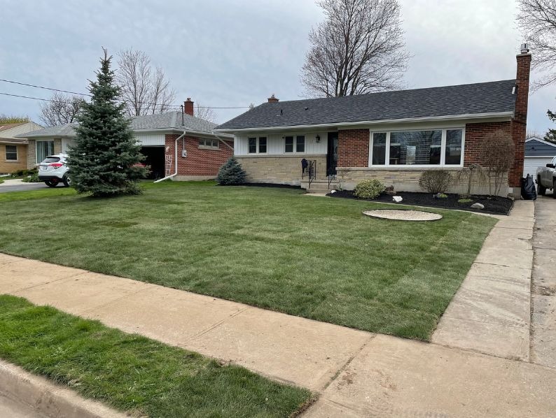 Freshly installed green sod on a residential front lawn featuring a large evergreen tree and a brick house in Hamilton, Ontario.