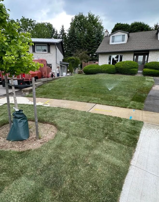 A Hamilton residential front yard featuring freshly installed green sod being watered by a sprinkler, perfectly graded to slope smoothly down to the sidewalk.