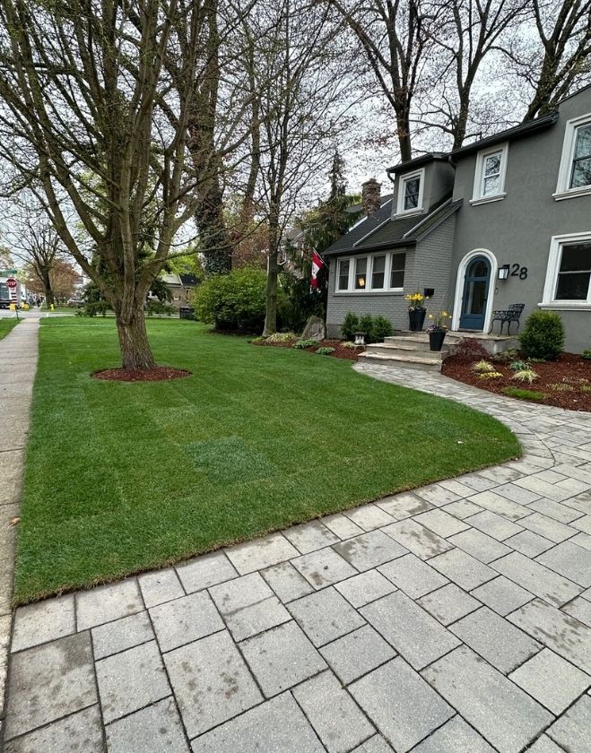Gallery 17 Freshly installed green sod perfectly cut around a large mature tree and an interlocking driveway in the North End of Hamilton.