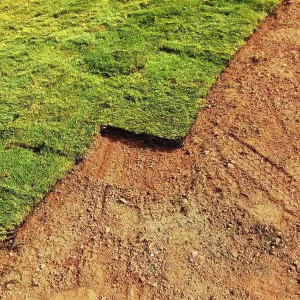 A close-up showing the clean edge where a newly laid strip of green sod meets perfectly graded, bare dirt in Hamilton.