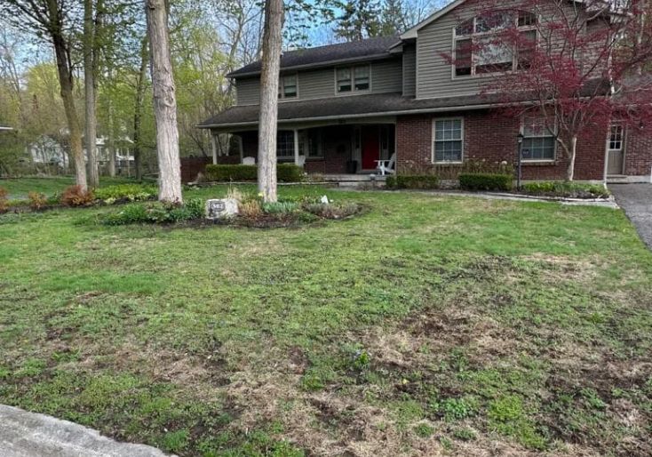 Services 6 A patchy, damaged front lawn in Hamilton showing severe signs of grub infestation requiring professional repair.
