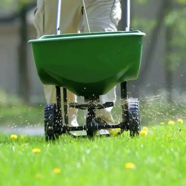 A green push spreader distributing starter fertilizer across a lawn with yellow dandelions in Hamilton.