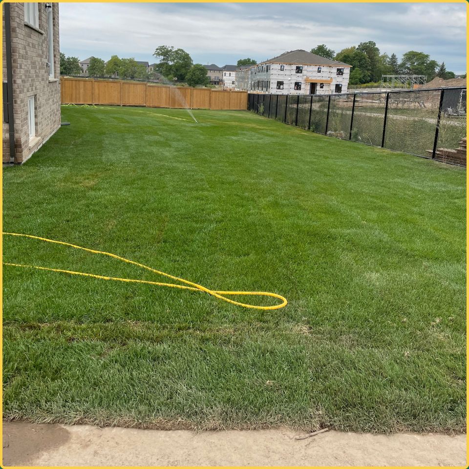 Freshly laid sod being watered with a sprinkler after a complete lawn replacement in a Hamilton subdivision