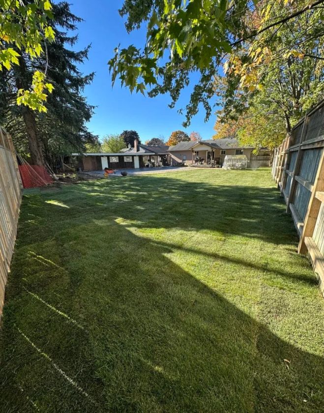 A fully restored residential backyard in Hamilton featuring freshly laid, lush green sod after a severe grub infestation was removed and repaired.