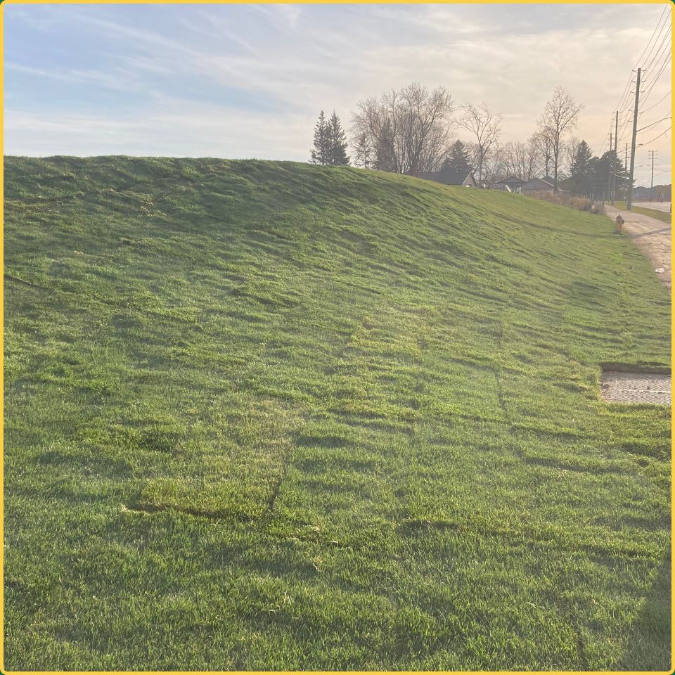 Premium sod expertly installed on a steep roadside gradient to prevent erosion in the Hamilton region